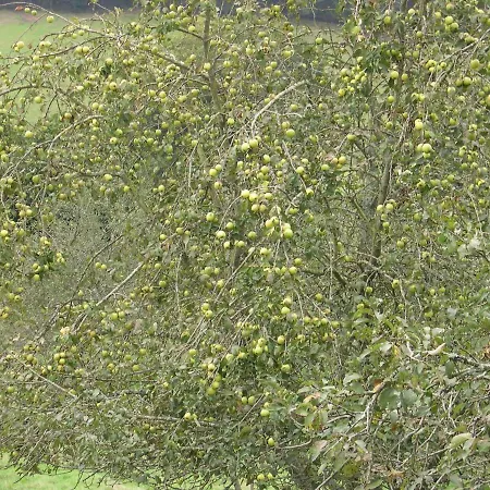 منزل ريفي Turismo Rural El Sidron *